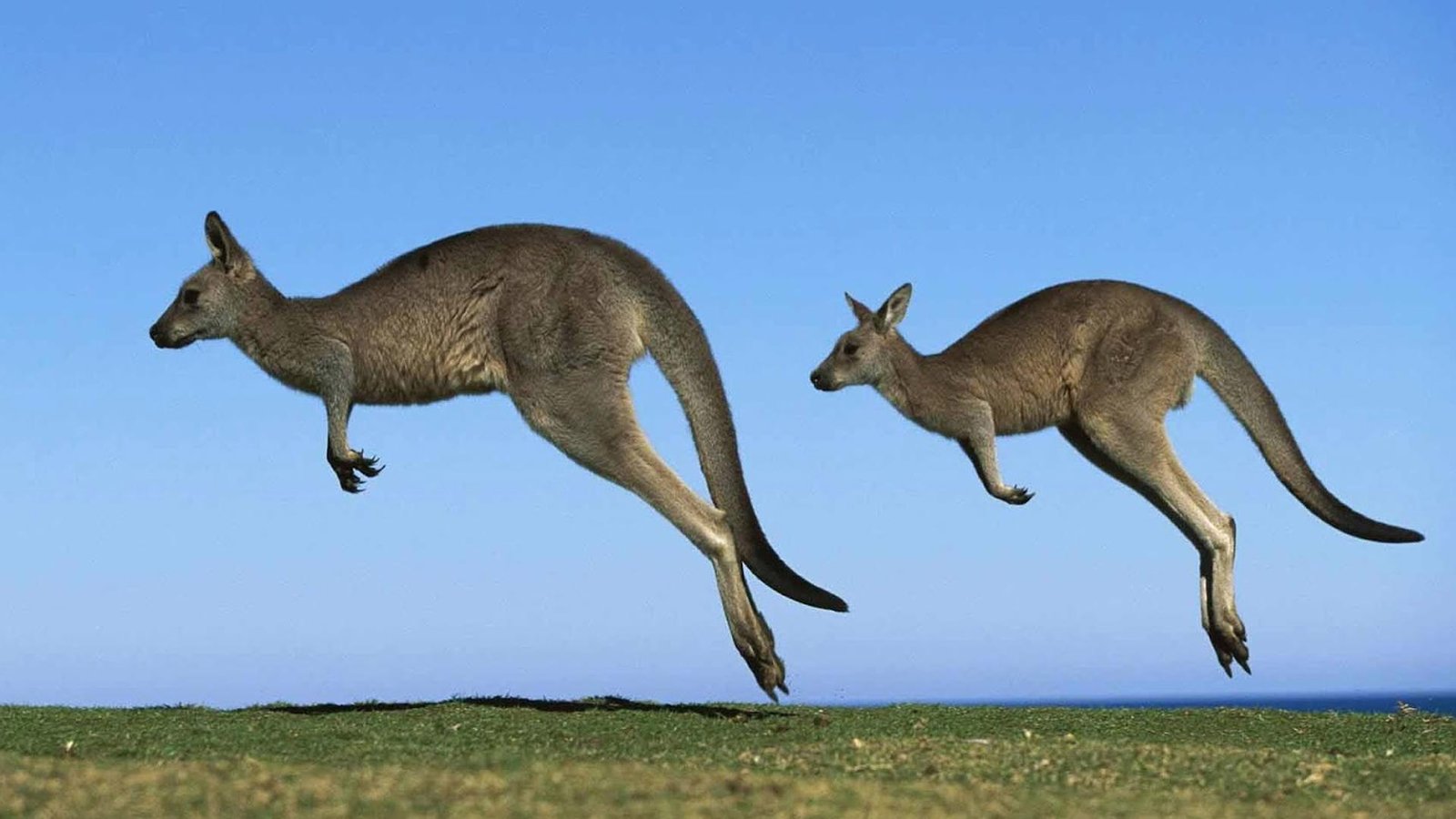 Regional Australia
